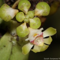 Gastrochilus acaulis (Lindl.) Kuntze